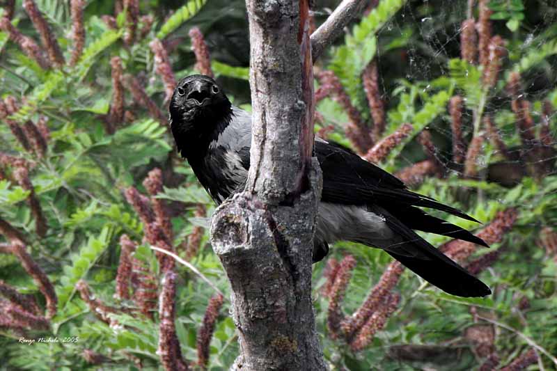 Cornacchia grigia - Corvus corone cornix